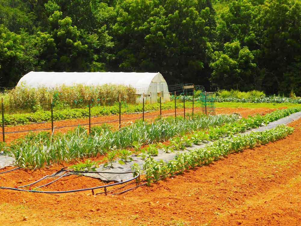 Click to enlarge,  The Central Carolina Community College Student Farm is located on the CCCC Chatham Main Campus in Pittsboro, N.C. 